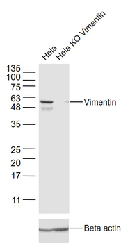 Vimentin Rabbit Polyclonal Antibody