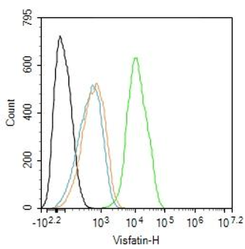 Visfatin Rabbit Polyclonal Antibody