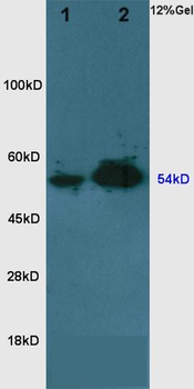 Visfatin Rabbit Polyclonal Antibody