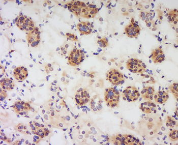 Visfatin Rabbit Polyclonal Antibody