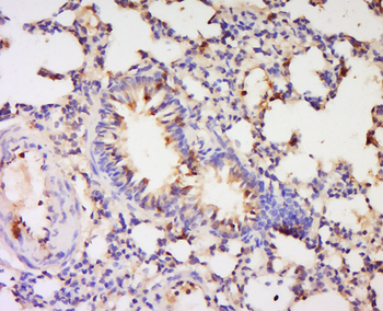 Visfatin Rabbit Polyclonal Antibody