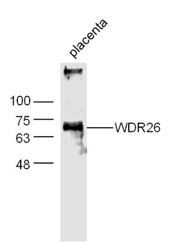 WDR26 Rabbit Polyclonal Antibody