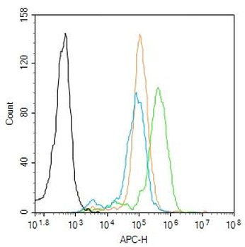 WWOX Rabbit Polyclonal Antibody