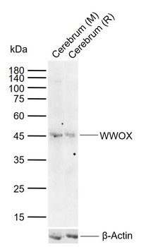 WWOX Rabbit Polyclonal Antibody