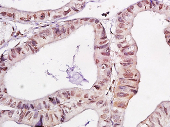 WWOX Rabbit Polyclonal Antibody