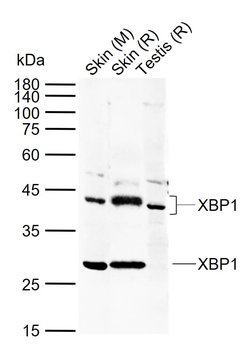 XBP1 Rabbit Polyclonal Antibody