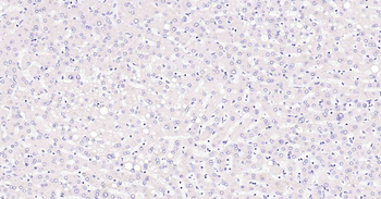 Insulin Recombinant Rabbit Monoclonal Antibody