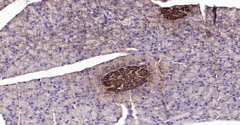 Insulin Recombinant Rabbit Monoclonal Antibody