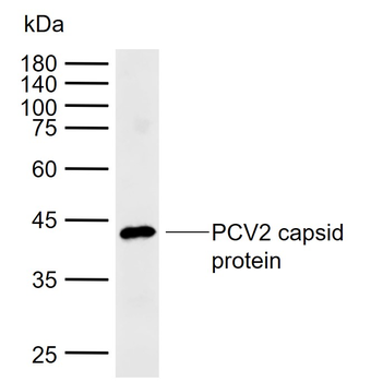 PCV2 capsid protein Rabbit Polyclonal Antibody