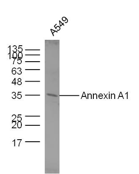 Annexin A1 Mouse Monoclonal Antibody