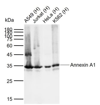 Annexin A1 Mouse Monoclonal Antibody