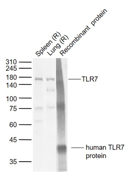 TLR7 Rabbit Polyclonal Antibody