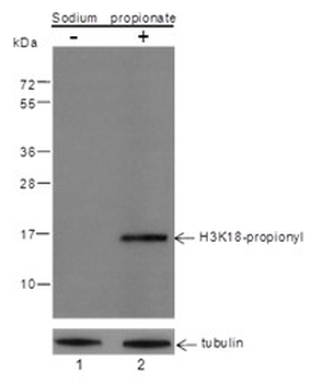 Propionyl-Histone H3 (Lys18) Mouse Monoclonal Antibody