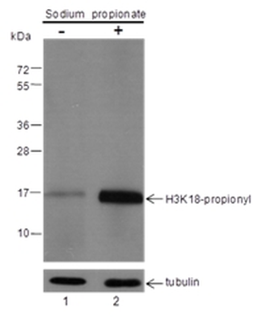 Propionyl-Histone H3 (Lys18) Rabbit Polyclonal Antibody