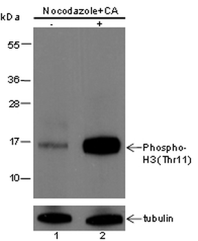 Phospho-Histone H3 (Thr11) Rabbit Polyclonal Antibody
