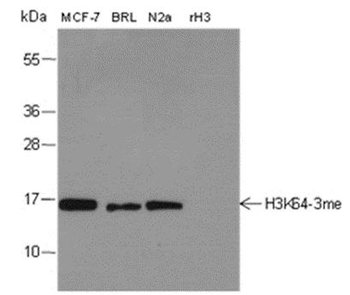 Tri-Methyl-Histone H3 (Lys64) Rabbit Polyclonal Antibody