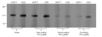Mono/Di-Methyl-Histone H3 (Lys56) Mouse Monoclonal Antibody
