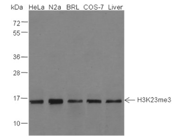 Tri-Methyl-Histone H3 (Lys23) Mouse Monoclonal Antibody