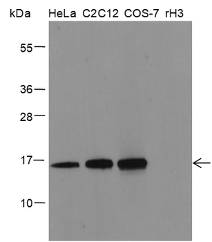 Mono-Methyl-Histone H3 (Lys18) Rabbit Polyclonal Antibody