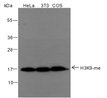 Mono-Methyl-Histone H3 (Lys9) Rabbit Polyclonal Antibody