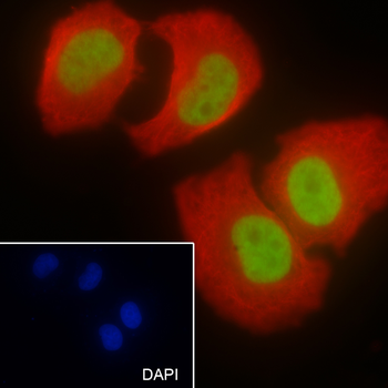 Mono-Methyl-Histone H3 (Lys9) Rabbit Polyclonal Antibody