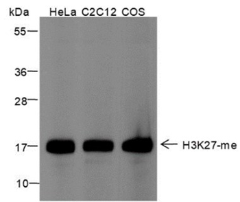 Mono-Methyl-Histone H3 (Lys27) Mouse Monoclonal Antibody