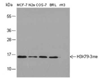 Tri-Methyl-Histone H3 (Lys79) Mouse Monoclonal Antibody