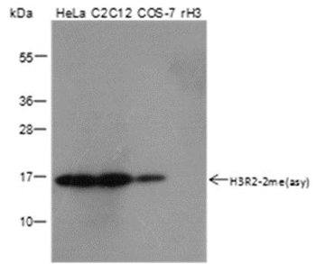 Asymmetric Di-Methyl-Histone H3 (Arg2) Rabbit Polyclonal Antibody