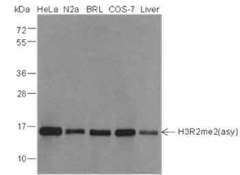 Asymmetric Di-Methyl-Histone H3 (Arg2) Mouse Monoclonal Antibody