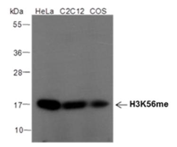 Mono-Methyl-Histone H3 (Lys56) Rabbit Polyclonal Antibody