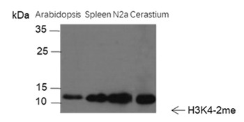 Di-Methyl-Histone H3 (Lys4) Rabbit Polyclonal Antibody