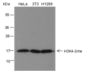 Di-Methyl-Histone H3 (Lys4) Rabbit Polyclonal Antibody