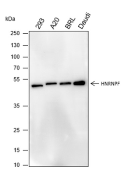 HNRNPF Recombinant Mouse Monoclonal Antibody