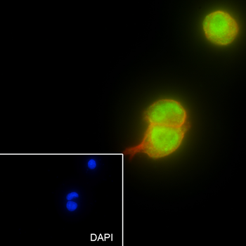 HNRNPF Recombinant Mouse Monoclonal Antibody