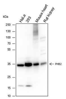 PHB2 Recombinant Rabbit Monoclonal Antibody