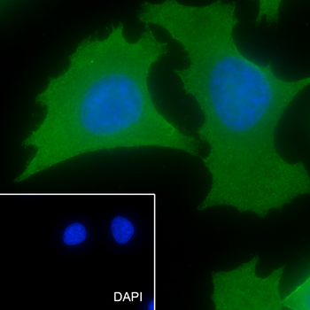 PHB2 Recombinant Rabbit Monoclonal Antibody