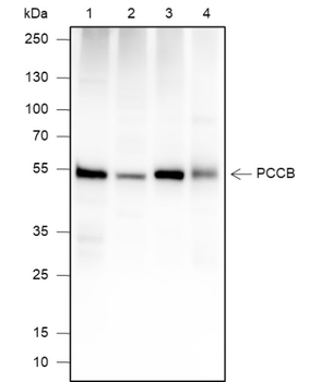 PCCB Recombinant Mouse Monoclonal Antibody