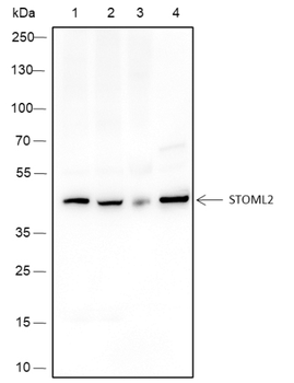 STOML2 Recombinant Mouse Monoclonal Antibody
