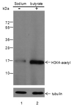 Acetyl-Histone H3 (Lys4) Mouse Monoclonal Antibody