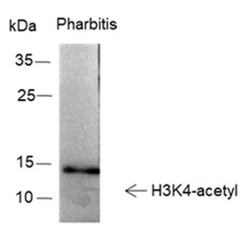 Acetyl-Histone H3 (Lys4) Mouse Monoclonal Antibody