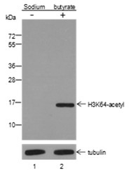 Acetyl-Histone H3 (Lys64) Rabbit Polyclonal Antibody