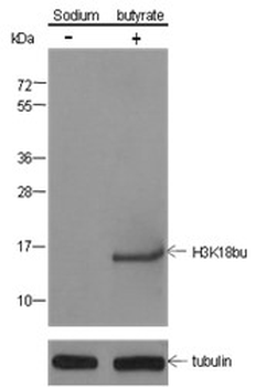 Butyryl-Histone H3 (Lys18) Mouse Monoclonal Antibody