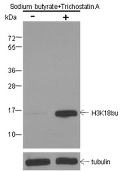 Butyryl-Histone H3 (Lys18) Mouse Monoclonal Antibody