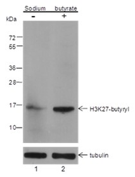 Butyryl-Histone H3 (Lys27) Rabbit Polyclonal Antibody