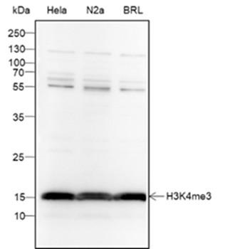 Tri-Methyl-Histone H3 (Lys4) Recombinant Mouse Monoclonal Antibody