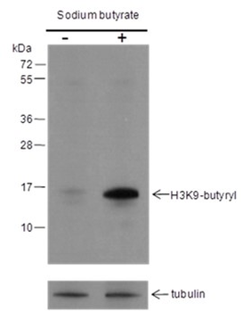 Butyryl-Histone H3 (Lys9) Mouse Monoclonal Antibody
