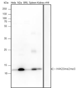 Di/Tri-Methyl-Histone H4 (Lys20) Recombinant Mouse Monoclonal Antibody