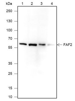 FAF2 Recombinant Mouse Monoclonal Antibody