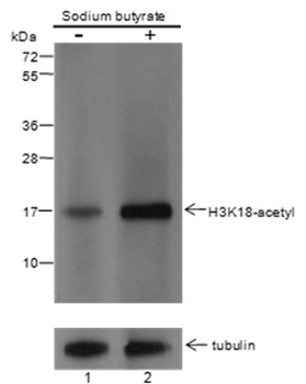 Acetyl-Histone H3 (Lys18) Mouse Monoclonal Antibody