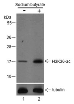 Acetyl-Histone H3 (Lys36) Rabbit Polyclonal Antibody